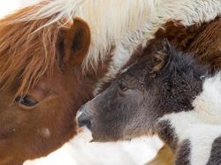 Kyutt! Potret Kasih Sayang Antara Ibu Hewan dan Bayinya