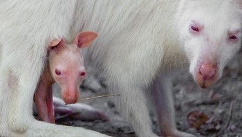 Foto: Boredpanda/Goran Anastasovski