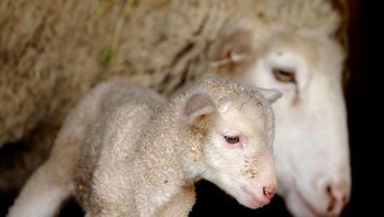 Foto: Boredpanda/Goran Anastasovski