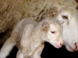 Kyutt! Potret Kasih Sayang Antara Ibu Hewan dan Bayinya