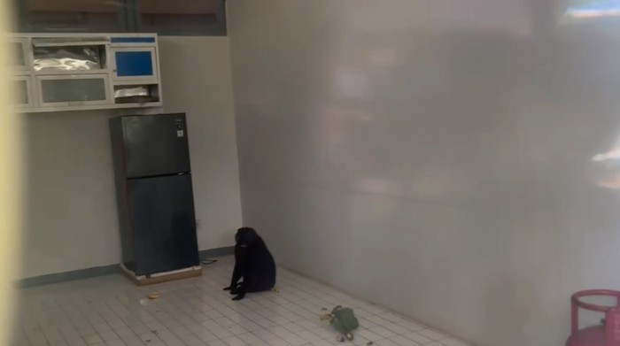 Monyet endemik jenis macaca maura deivakusi BKSDA Sulsel di Maros.