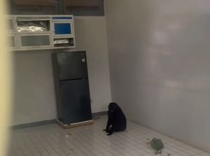 BKSDA Evakuasi Monyet Endemik Macaca Maura Diduga Dipelihara Warga di Maros
