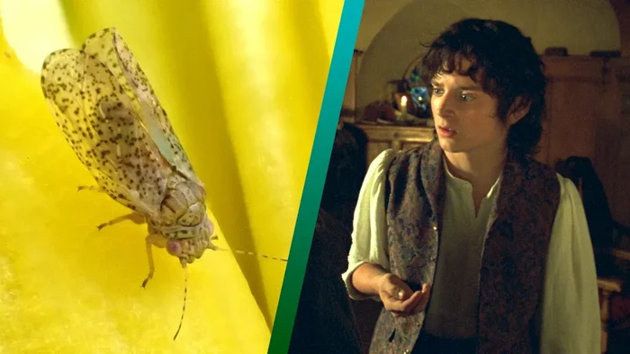 Psylla frodobagginsi (kiri) dan Elijah Wood sebagai Frodo Baggins dalam The Lord of the Rings: The Fellowship of the Ring (2001).