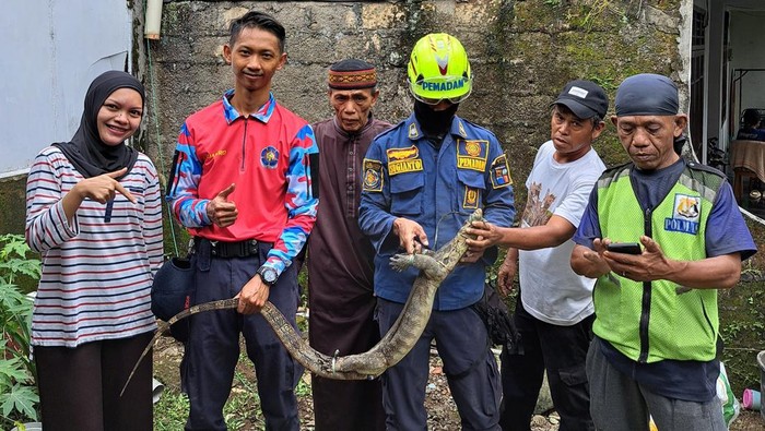 Damkar Bogor mengevakuasi seekor biawak yang merayap di dinding rumah warga.
