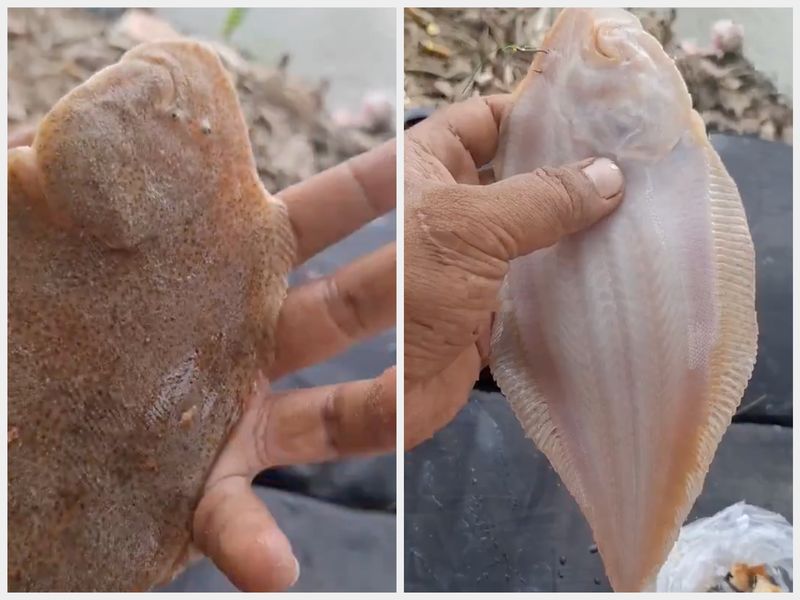 Ikan sebelah bekal Nabi Musa AS