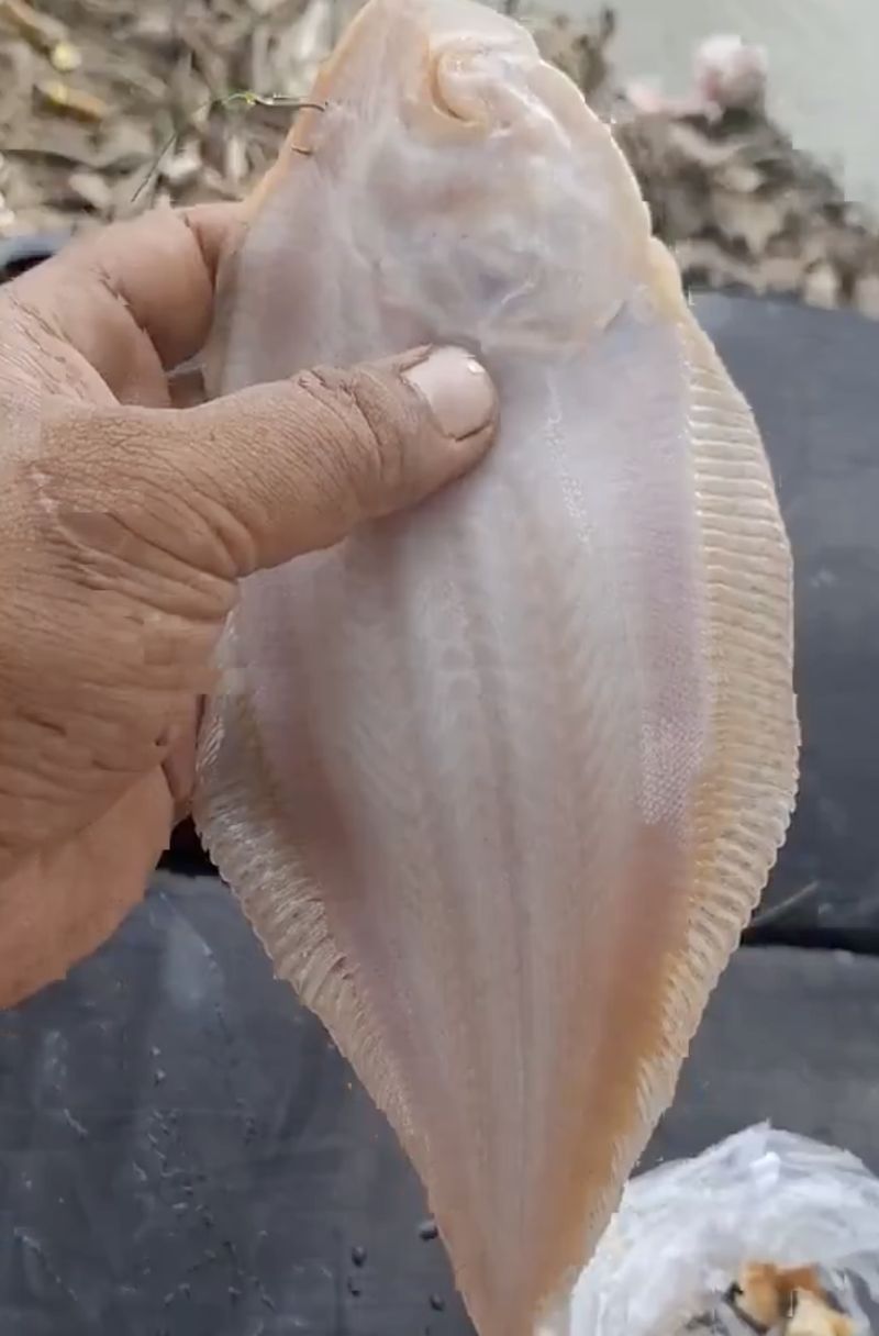 Ikan sebelah bekal Nabi Musa AS