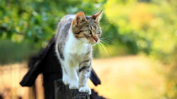 Ilustrasi kucing