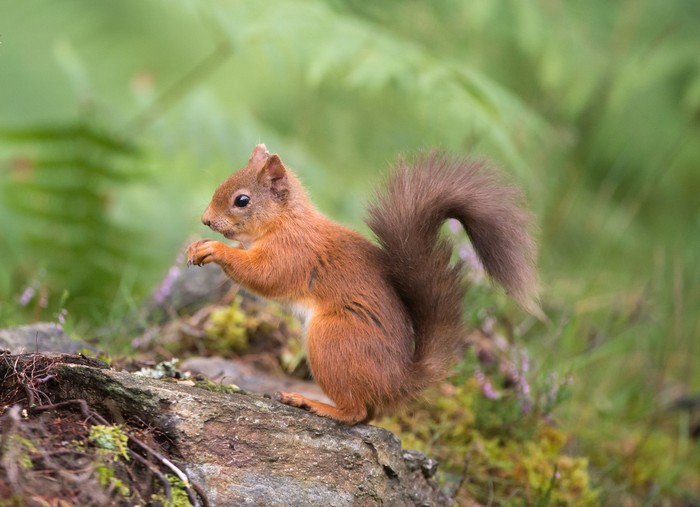 Wild Red squirrel sitting on its hind legs eating nuts in a green woodland forest setting