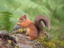 Bingung Bedakan Tupai dan Bajing? Ini Penjelasan Ahli IPB