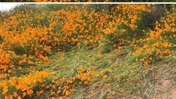 Duh ini jangan ditiru ya, demi dapat foto bagus tapi merusak lingkungan. Foto: Boredpanda