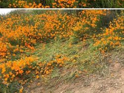 Aneka Aksi Memalukan Para Influencer Demi Konten