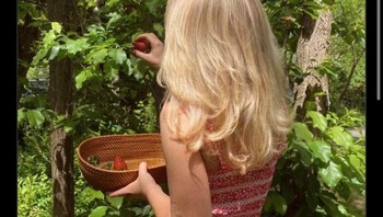 Upss ketahuan bohongnya, Strawberry tidak tumbuh di pohon gaes. Foto: Boredpanda