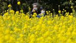 Melihat Indahnya Ladang Bunga Rapeseed di Taman Hamarikyu Tokyo