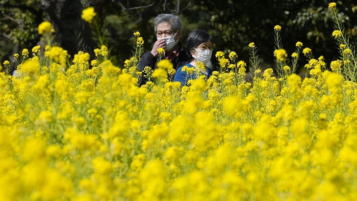 Ladang bunga rapeseed di Taman Hamarikyu di Tokyo, Jepang, sedang bermekaran. Keindahannya langsung diburu sejumlah warga.