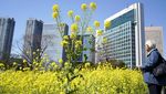 Melihat Indahnya Ladang Bunga Rapeseed di Taman Hamarikyu Tokyo