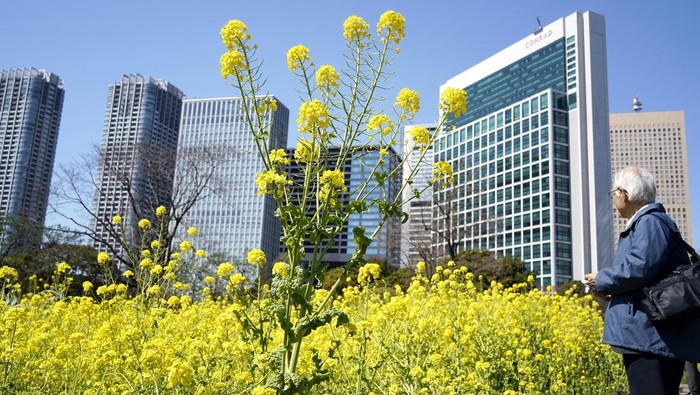 Ladang bunga rapeseed di Taman Hamarikyu di Tokyo, Jepang, sedang bermekaran. Keindahannya langsung diburu sejumlah warga.