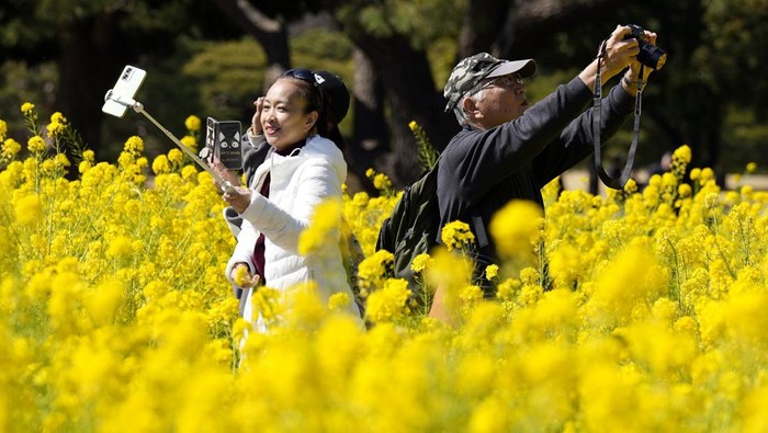 Melihat Indahnya Ladang Bunga Rapeseed di Taman Hamarikyu Tokyo Ladang bunga rapeseed di Taman Hamarikyu di Tokyo, Jepang, sedang bermekaran. Keindahannya langsung diburu sejumlah warga.