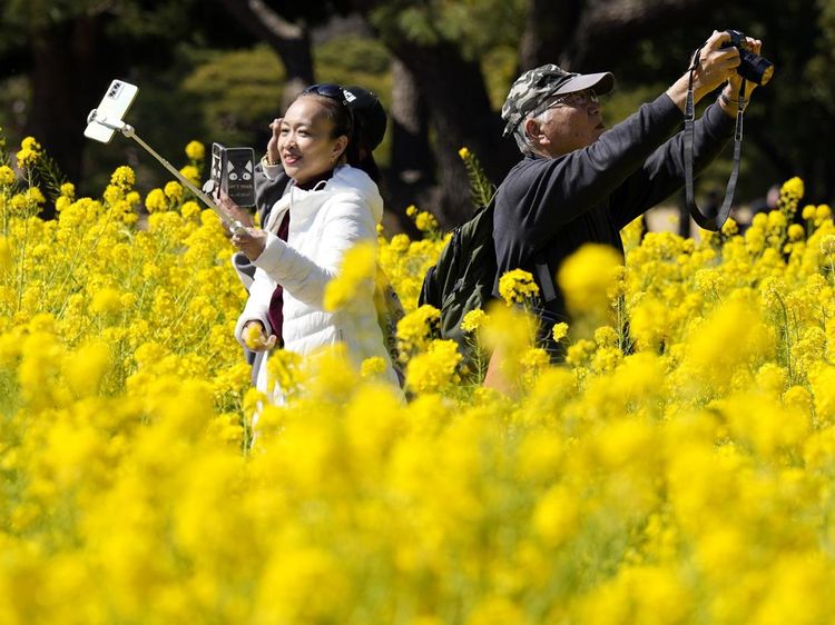 Melihat Indahnya Ladang Bunga Rapeseed di Taman Hamarikyu Tokyo
