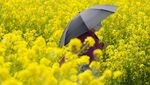 Melihat Indahnya Ladang Bunga Rapeseed di Taman Hamarikyu Tokyo