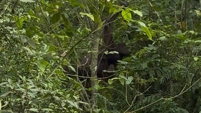 Orang utan ditemukan di pinggir jalan di Kecamatan Bengalon, Kutim.