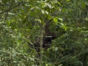 Orang Utan di Kutim Kerap Turun ke Jalan-Tambang karena Kelaparan