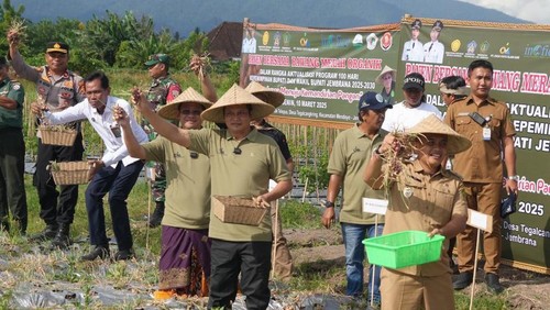 Panen perdana bawang merah organik di Subak Telepus, Kelurahan Tegalcangkring, Kecamatan Mendoyo, Kabupaten Jembrana, Senin (10/3/2025). (Dok. Pemkab Jembrana)