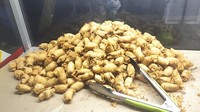 Buka dari jam 16.00, Molen Mini Ringgo di Bekasi selalu cepat habis. Banyak pembeli yang borong sampai Rp 50.000 untuk camilan di rumah. Foto: Google Review