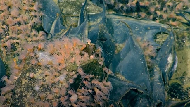 Puncak gunung bawah laut ditutupi ribuan telur raksasa berbentuk ravioli.