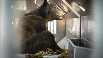 Karya Rob Green Pemenang Environmental Impact. “Kehidupan beruang grizzly cukup sederhana: mencari makanan, menemukan pasangan, tidur lama, ulangi. Mereka sangat cocok untuk mencari buah beri, menggali benih, dan mengais bangkai. Mereka tidak mencari konflik, mereka hanya membuat keputusan berdasarkan apa yang ada di depan mereka––tetapi pada akhirnya kalori adalah kalori. Keputusannya untuk mengejar domba membuat beruang ini terjebak dalam perangkap gorong-gorong, yang dipasang oleh spesialis satwa liar karena khawatir terhadap manusia, ternak, dan beruang itu sendiri. Kedengarannya aneh, tertangkap mungkin adalah kesempatan terbaiknya untuk bertahan hidup. Melihatnya melalui jeruji baja, dia tidak tampak tidak menentu atau takut. Foto: The Nature Photography Contest