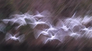 Saleel Tambe Pemenang kategori Burung. “Ini adalah kawanan burung camar pada hari mendung. Cahayanya sangat rendah dan tidak cocok untuk fotografi aksi apa pun. Saya memutuskan untuk memanfaatkan situasi secara kreatif dan menggunakan kecepatan rana yang lambat beserta zoom dan panning secara bersamaan, mencoba untuk mencapai efek burung terbang yang surealis ini.”Foto: The Nature Photography Contest