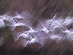 Karya Luar Biasa Jawara Foto Alam 2024