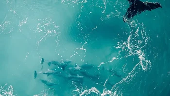 Steve Marsh Pemenang Satwa Liar. “Memperkenalkan harmony below, foto alam menawan yang mengundang Anda ke dunia yang menakjubkan di bawah ombak. Gambar luar biasa ini menangkap tarian harmonis paus bungkuk yang anggun berenang dengan anggun di samping kawanan lumba-lumba yang suka bermain. Saat Anda menatap tontonan yang menakjubkan ini dari atas, Anda akan dibawa ke alam tempat dua spesies, masing-masing dengan keanggunan dan kekuatannya yang unik, bersatu dalam sinkronisasi yang sempurna. Ini adalah bukti keindahan alam dan keajaiban yang terungkap ketika makhluk yang berbeda bersatu dalam tarian kehidupan.” Foto: The Nature Photography Contest