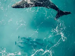 Karya Luar Biasa Jawara Foto Alam 2024