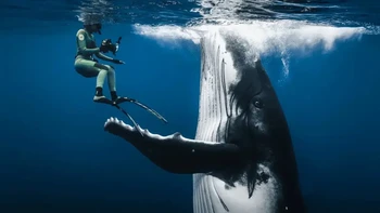 Sina Ritter Pemenang Sharing the Planet. Sweet Girl memiliki keajaiban yang menarik semua orang kepadanya. Bukan hanya ukuran atau keanggunannya, tetapi juga jiwanya, kehadirannya, sesuatu yang tak terucapkan tetapi sangat dirasakan oleh setiap jiwa yang cukup beruntung untuk bertemu dengannya. Dia memiliki pesona yang lembut, rasa ingin tahu yang hampir magnetis yang membuat Anda merasa seperti menjadi bagian dari dunianya, meskipun hanya sesaat. Sweet Girl, seekor paus muda yang dicintai yang dikenal karena sifatnya yang lembut dan kemampuannya untuk terhubung dengan orang-orang, secara tragis kehilangan nyawanya pada 8 Oktober 2024 setelah ditabrak dan dibunuh oleh kapal besar yang bergerak cepat antara Tahiti dan Moorea.”Foto: The Nature Photography Contest