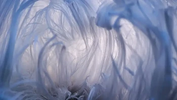 Berthold Grünhagen Pemenang Makrofotografi. “Es berbulu terbentuk pada kayu mati dalam kondisi yang sangat khusus dan sering kali hanya bertahan beberapa jam. Jika kelembapan dan suhu yang tepat sekitar 0 derajat Celsius, struktur berbulu akan terbentuk. Diasumsikan bahwa air muncul dari saluran di kayu, yang dibentuk oleh jamur khusus, dan kemudian secara bertahap didorong keluar saat membeku.” Foto: The Nature Photography Contest