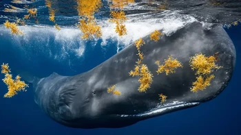 Karya James Ferrara Pemenang Underwater. “Di lepas pantai Dominica, saya cukup beruntung untuk menyelam bersama sekawanan paus sperma. Hari itu ada banyak rumput laut sargassum di dalam air. Seekor paus sperma besar mulai berenang ke arah saya. Saya bertahan dan ketika ia melewati saya, rasanya seperti kereta api yang lewat. Saya beruntung dapat mengambil beberapa foto dan rumput laut sargassum menambah komposisi foto tersebut.” Foto: The Nature Photography Contest
