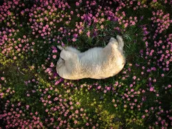 Karya Luar Biasa Jawara Foto Alam 2024