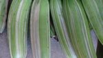 10 Varietas Pisang Unik yang Termasuk Langka di Dunia