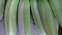 Di Hawaii ada varietas pisang unik yang memiliki motif garis putih dengan kulit yang berwarna hijau. Namanya pisang Ae Ae dengan karakter rasa sedikit pahit dan sulit untuk ditanam subur. Foto: Nevsedoma