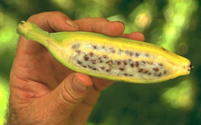 Varietas pisang langka