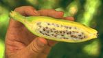 10 Varietas Pisang Unik yang Termasuk Langka di Dunia