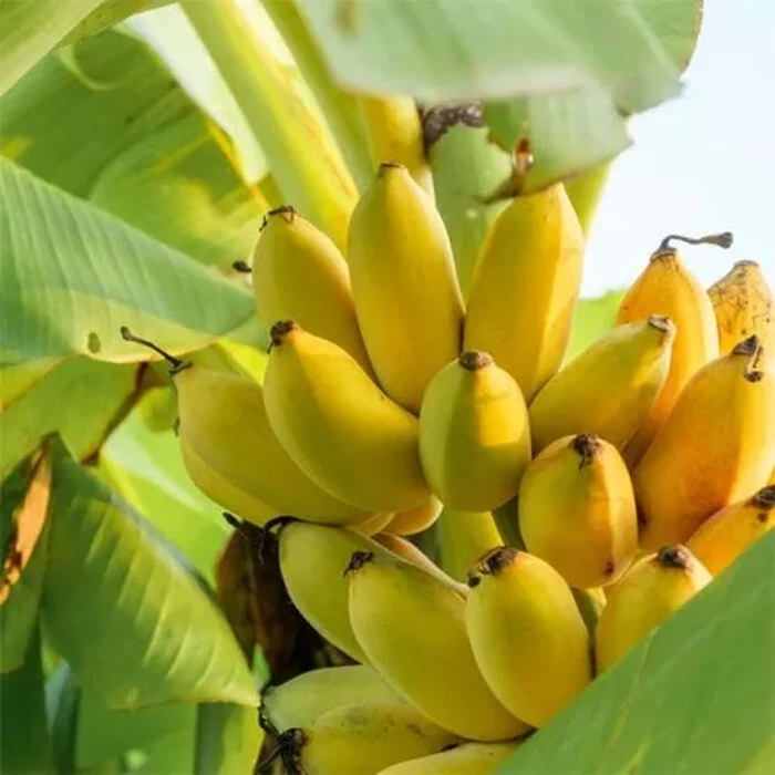 Varietas pisang langka Varietas pisang langka