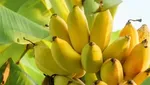 10 Varietas Pisang Unik yang Termasuk Langka di Dunia