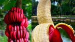 10 Varietas Pisang Unik yang Termasuk Langka di Dunia