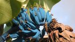 10 Varietas Pisang Unik yang Termasuk Langka di Dunia