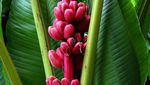10 Varietas Pisang Unik yang Termasuk Langka di Dunia