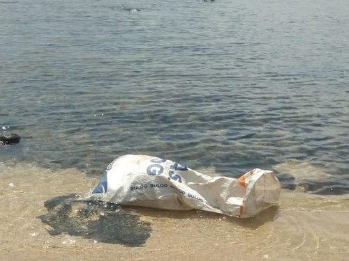 Video bangkai babi dalam karung yang dibuang warga ke laut Flores Timur, Nusa Tenggara Timur (NTT), viral di media sosial. (Foto: Istimewa)