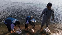 Bakamla melepas benih lobster yang sebelumnya akan diselundupkan.
