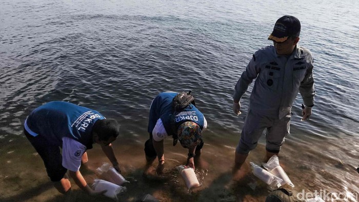 Bakamla Gagalkan Penyelundupan Benih Lobster di Pulau Seribu Bakamla berhasil menggagalkan penyelundupan benih lobster di Pulau Seribu. Rencananya benih lobster itu akan dikirim ke luar negeri.
