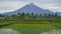 Asap vulkanis keluar dari kawah Gunung Semeru terlihat dari Desa Supiturang, Lumajang, Jawa Timur, Selasa (11/3/2025).